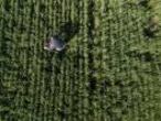 Aerial view of a Argentinian farmer Federico Zerboni checking wheat crops at his farm in San Antonio de Areco, Buenos Aires province, Argentina, on October 13, 2018. - Argentina is one of the world main producers of cereals, oleaginous and agroindustrial products, and the number one exporter of flour and soy oil. After the worst drought in decades, the sector announces a record harvest by the end of the year, which could be the key for the economic reactivation of the country. (Photo by IVAN PISARENKO / AFP)