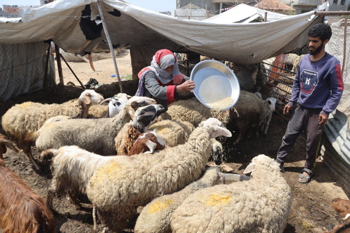 Feeding animals to combat famine in Gaza: a novel approach