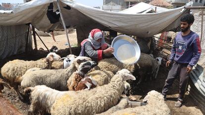 Una familia palestina de Gaza reparte cebada entre sus ovejas, el 8 de abril de 2024 en Rafah, en el sur de la Franja, en una imagen cedida por la FAO, coordinadora del envío de este cargamento de forraje, vital para reactivar la producción local de alimentos.