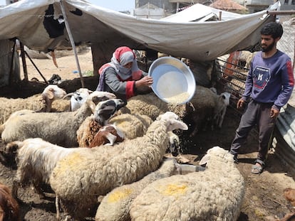 Una familia palestina de Gaza reparte cebada entre sus ovejas, el 8 de abril de 2024 en Rafah, en el sur de la Franja, en una imagen cedida por la FAO, coordinadora del envío de este cargamento de forraje, vital para reactivar la producción local de alimentos.