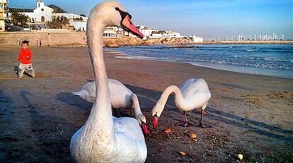 Los tres ejemplares de cisne comiendo en la playa de Sant Sebasti&agrave; de Sitges.