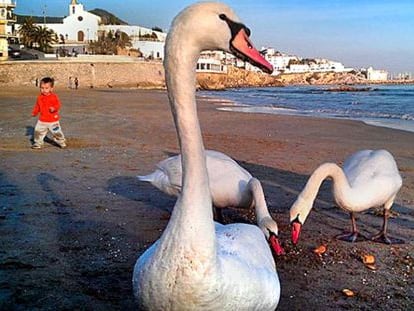 Los tres ejemplares de cisne comiendo en la playa de Sant Sebastià de Sitges.