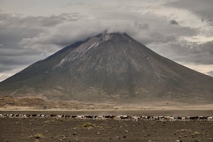 Un rebaño de ovejas pastaba a los pies del volcán Ol Doinyo Lengai, en la cordillera del Gran Valle del Rift, al noroeste de Tanzania, este 20 de junio.