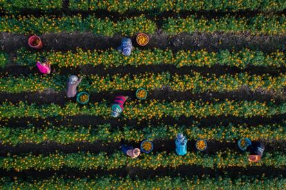 Jardineros recogen flores en Sukhothai (Thailand).
