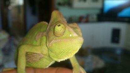 José, de Madrid, ha llenado su espacio verde en casa con este pequeño camaleón llamado Pi