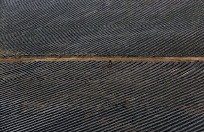 Farmworker works at a strawberry field at a farm in Huaral on the outskirts of Lima, Peru, August 5, 2015. Farmers in northern Lima use pressurized irrigation and plastic wraps for efficient production of strawberries in a coastal area with little water, according to local media. REUTERS/Mariana Bazo