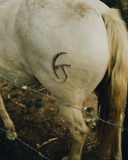 Un caballo solo en su cercado, con una marca en la grupa que recuerda a los esclavos. Belleza salvaje convertida en atracción turística. Pero no aquí, no en esta prisión.