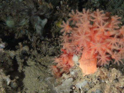 Coral (Anthomastus grandiflorus) en el banco de Cabliers, en el mar de Alborán.