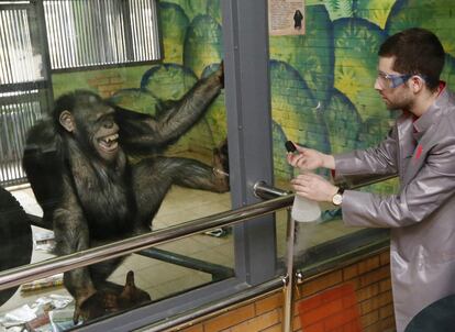 Anfisa, un chimpancé hembra de 11 años de un zoo de Siberia (Rusia), reacciona ante la demostración de los efectos del nitrógeno líquido en una grabación para un programa de televisión que se emitirá con motivo del April's Fools Day (similar al Día de los Inocentes).