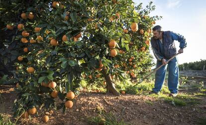Un agricultor en un cultivo de naranjas en Valencia.