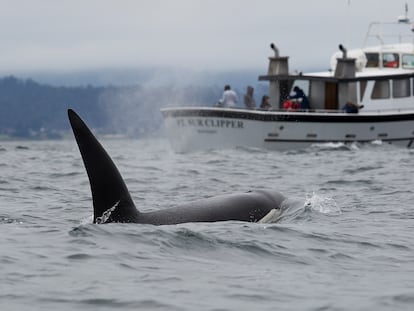 A killer whale swims in Monterey Bay, California.