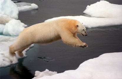 Un oso polar salta de un trozo de hielo a otro en la isla de Herald, en el mar Chukchi, entre Rusia y Alaska.