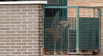 'Excalibur' en la terraza de la vivienda de Teresa Romero.