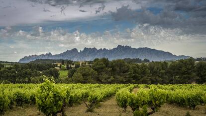 Vinyers a la finca d'Espiells, de Juvé & Camps, al Penedès.