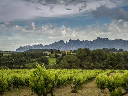 Vinyers a la finca d'Espiells, de Juvé & Camps, al Penedès.