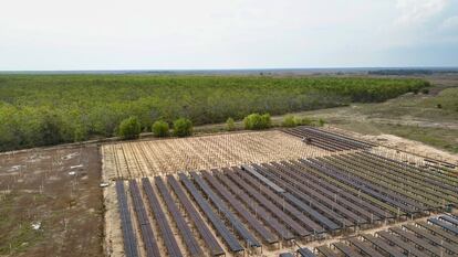 Plantones que forman parte del proyecto en el vivero forestal de Colombia.