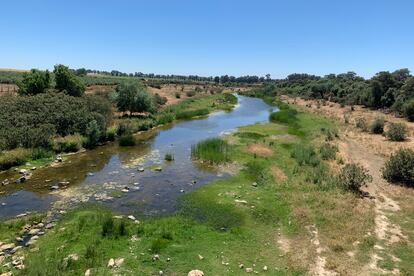 La sequía dejaba ver este miércoles tramos del lecho del Guadiamar, el río que provee a Doñana, a la altura de Gerena (Sevilla).