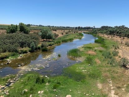 La sequía dejaba ver este miércoles tramos del lecho del Guadiamar, el río que provee a Doñana, a la altura de Gerena (Sevilla).