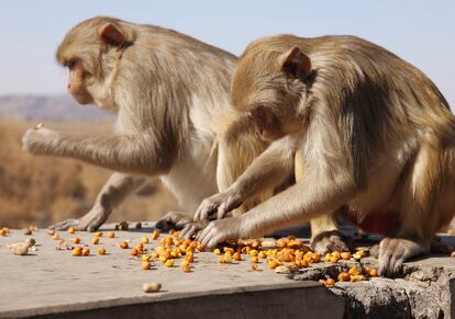 Varios monos comen maiz en Jaipur.