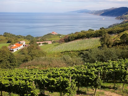 Viñedos destinados a la elaboración de chacolí, en Getaria, Gipuzkoa.