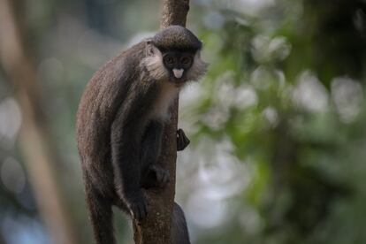 Los chimpancés no son los únicos huéspedes del CRPL. Este centro es hogar de 13 especies de primates, algunos de ellos mundialmente amenazados. En la fotografía, un cercopiteco de cola roja.