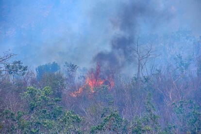 Un incendio en el bosque de el Parque Nacional.