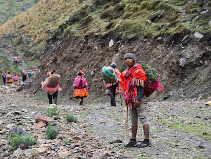 Indígenas trasladan esquejes de queñuales ('Polylepis') para sembrarlos en laderas andinas.