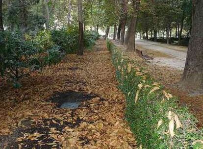 Imagen facilitada por Ecologistas en Acción y tomada estos días en el Retiro.