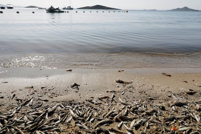 Cientos de peces muertos esta semana en el Mar Menor.