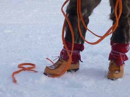 Postal desde la incubadora polar