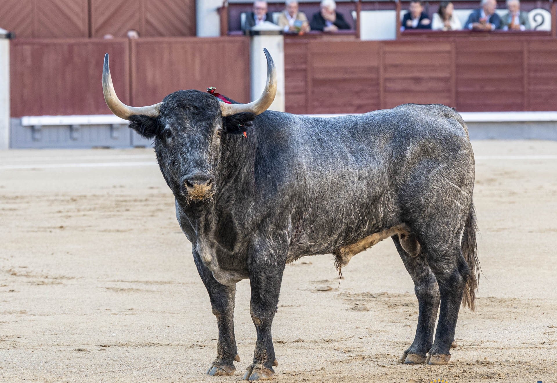 Feria de Otoño, del toro fiero al toro tonto, de la expectación por Morante a los alborotadores latosos