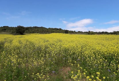 Parcela con flores que Mondelez exige sembrar a sus proveedores de trigo como parte del proyecto Harmony.