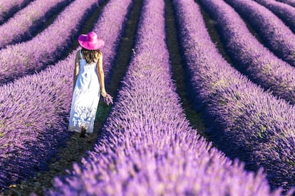 Campo de lavanda en Le Plateau de Valensole, en la Provenza.