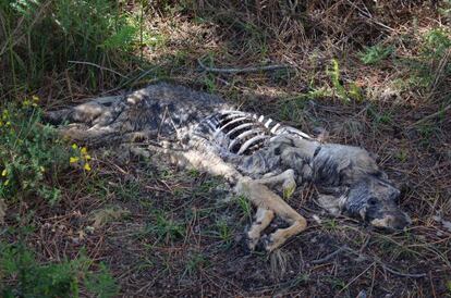 Lobo muerto de forma violenta que fue localizado por Vox Anima en Boiro.