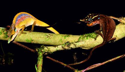 Ejemplares macho (izquierda) y hembra (derecha) de la especie 'Calumma uetzi'