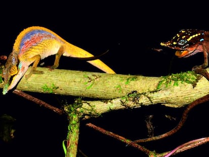 Ejemplares macho (izquierda) y hembra (derecha) de la especie 'Calumma uetzi'