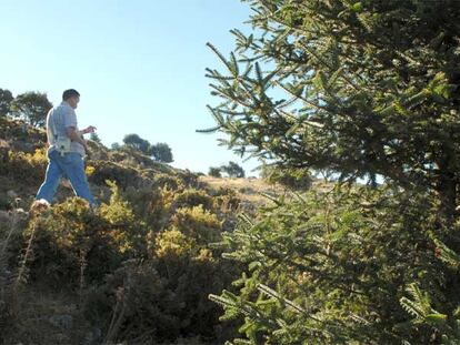 Un senderista hace el recorrido del pinsapar de Grazalema (Cádiz).