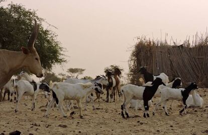 Además de los kuris, su posesión más valiosa, los grupos de pastores también suelen poseer pequeños rumiantes de los que obtienen leche y también carne.