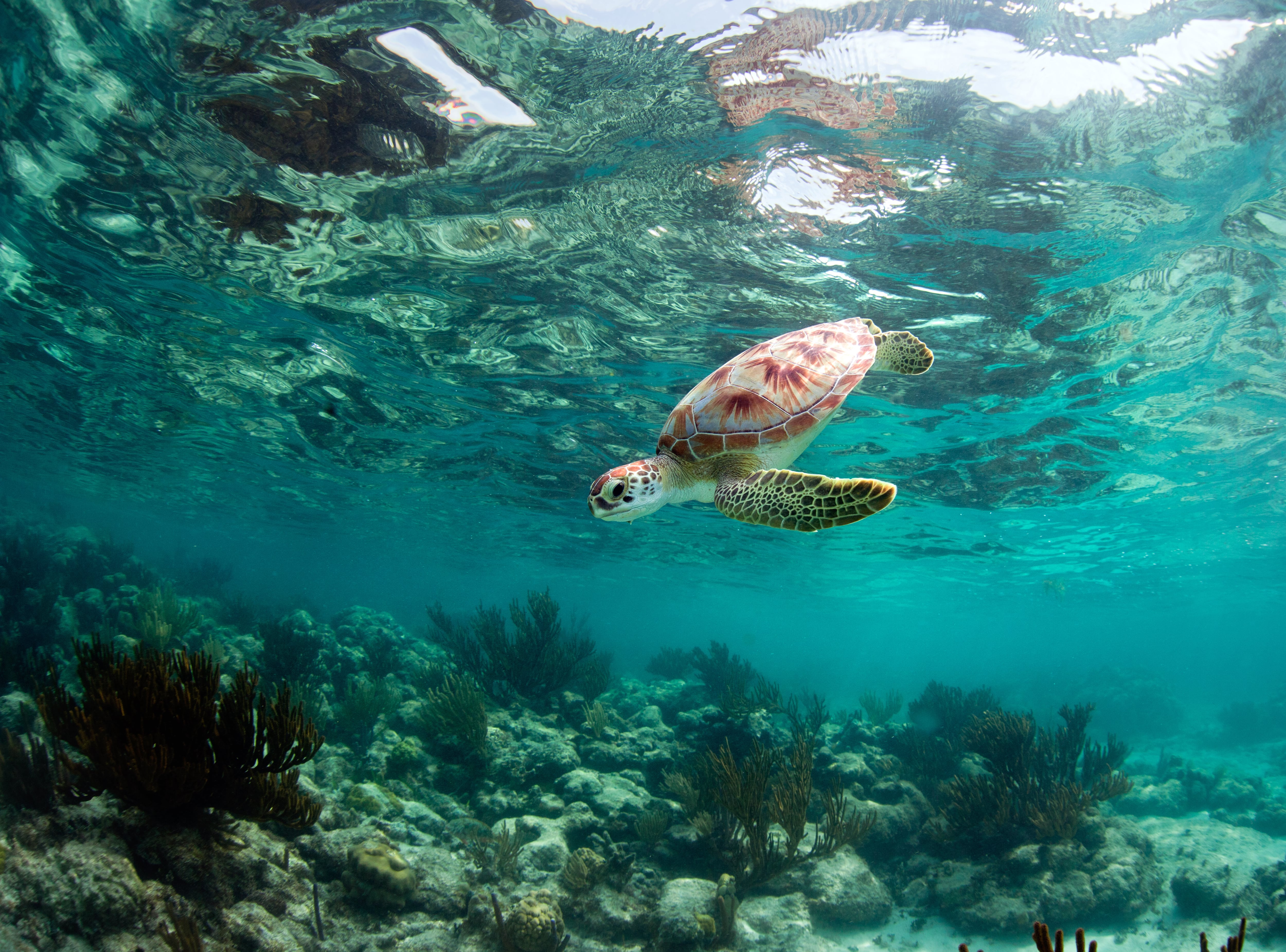 El futuro del mar no admite divisiones artificiales entre figuras de conservación