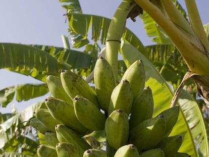 Una planta de banano.