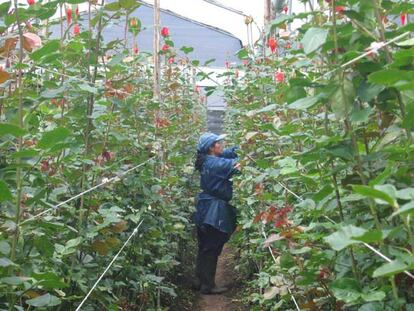 Una mujer corta rosas en una explotación de floricultura en Cayambe.