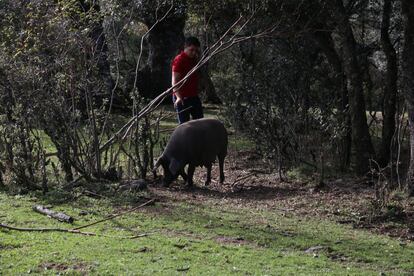 “Siempre ha habido cocineros apostando por el producto de proximidad, y desde luego se va a hacer cada vez más. No puedes dar un buen producto si no tienes una buena relación con el productor o lo produces tú mismo”, dice Diego Sandoval, jefe de sala de Coque. En la finca han empezado a criar cerdos ibéricos con el objetivo de elaborar sus propios embutidos.