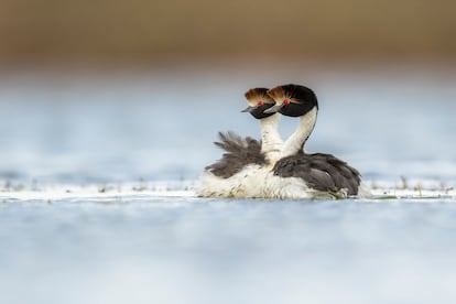 Dos aves macá tobiano durante la época de cría, en el Parque Nacional Patagonia (Argentina).