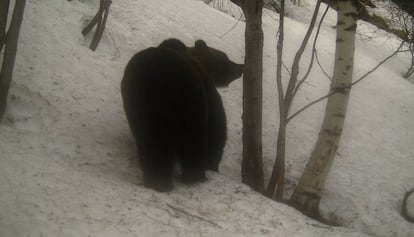 L'ós Pepito en una imatge obtinguda per una trampa fotogràfica a Lladorre.