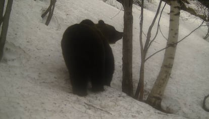 El oso Pepito en una imagen obtenida por una trampa fotográfica en Lladorre.