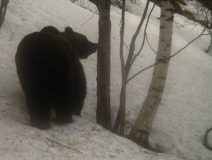 El oso Pepito en una imagen obtenida por una trampa fotográfica en Lladorre.