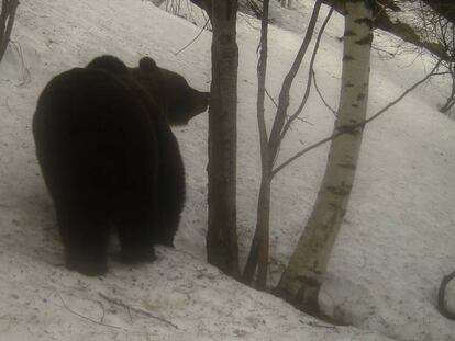 El oso Pepito en una imagen obtenida por una trampa fotográfica en Lladorre.