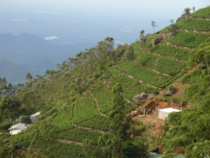 La isla del té esconde una alternativa sostenible