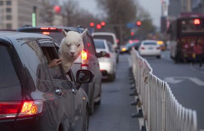 Una alpaca mira por la ventana de un coche en una calle en Changchun, en la provincia de Jilin (China), el 16 de abril 2014.