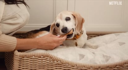 Meghan Markle da de comer a su perro ya fallecido 'Guy' en el programa 'Con amor, Meghan'.
